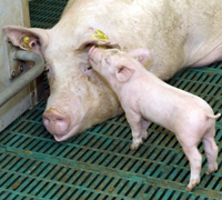 RESEARCH: Group housed lactating sows score well