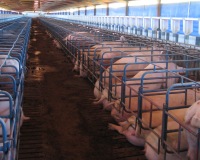 New Japfa-Hypor jv to build 700 sow breeding unit
