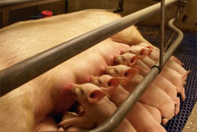 Feeding sows for high milk yield and low weight loss
