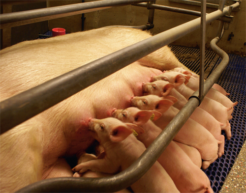 Feeding sows for high milk yield and low weight loss