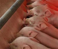 RESEARCH: Factors uncovered to determine piglet weight at ten weeks