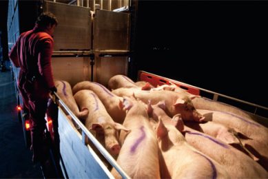 Health challenges are top obstacles to Full Value Pigs