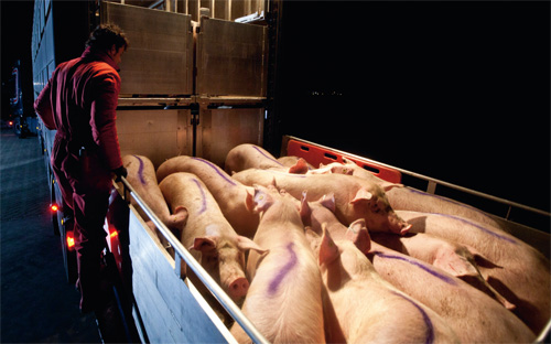 Health challenges are top obstacles to Full Value Pigs