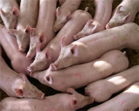 500,000 pigs in Chile left to starve, plant closure ordered