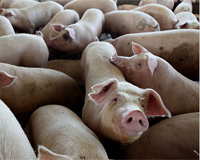 Largest pig complex in Russia to be constructed