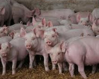 Lithuania: Largest pork producer suspends investments