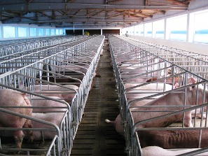 China’s listed firms taking up swine herding