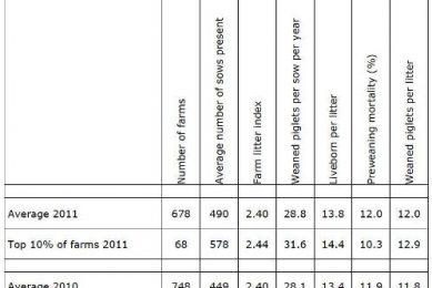 TOPIGS raises bar to 28.8 weaned piglets per year