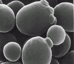 Live yeast reduces incidence of MMA in at-risk pig farms