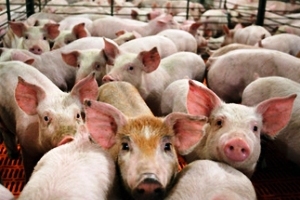 Polled US consumers will pay more for antibiotics-free meat