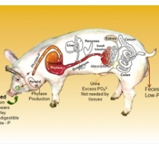 Canadian Enviropigs put down, university confirms