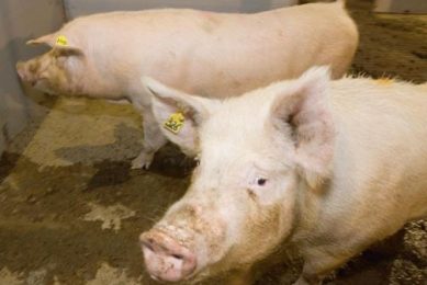 A look at phase feeding of sows during gestation