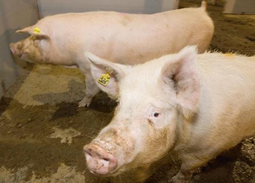 A look at phase feeding of sows during gestation