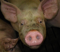 Russia reports two new outbreaks of African Swine Fever