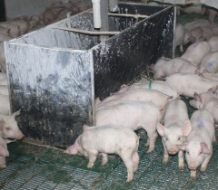 RESEARCH: Finding ways to feed pigs for less
