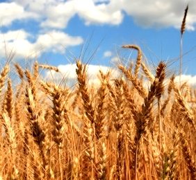 NZ: Grains cause hard times for pig farmers