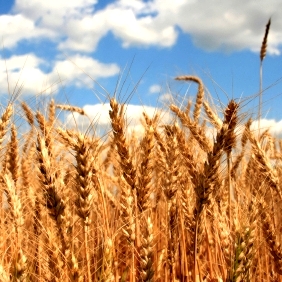 NZ: Grains cause hard times for pig farmers