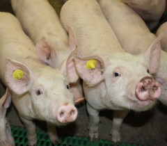 Canada’s pork subsidies frustrate Trans-Pacific partners