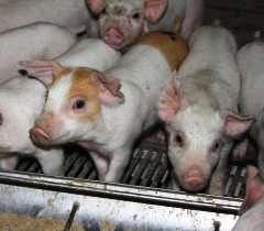 Cephalosporin use drops by 99% in Danish pig production