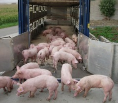 EU in 2013: Pig meat production down 2%, pork exports down 10%