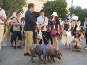 Iberian pig producer 5J walking pigs through Seville in protest