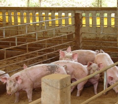 Brazilian government guarantees minimum price for pigs