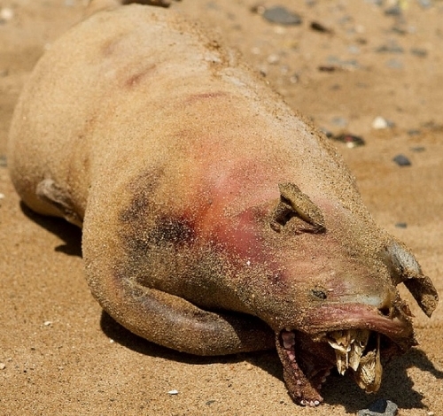 New Yorkers confused by ugly pig-like carcass on Manhattan shore