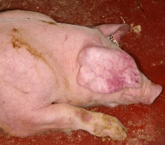 UPDATE: African Swine Fever enters Ukraine