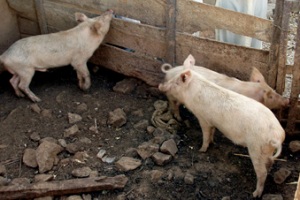 Difficulties for Botswana’s pig farmers to make ends meet