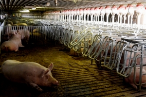 Czech Republic’s sow herd shows strong growth in Q2