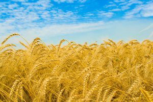 Black Sea region crop yields also lower than expected