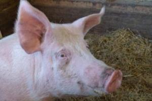 Ohio State Fair sends home SIV pigs