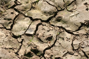 USA: New drought assistance available to livestock producers