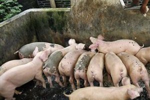 Indonesia: Discussion about banning pig farming in West Java