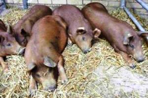 RESEARCH: Growth- and fatness-related traits in pigs