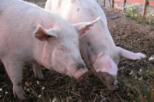 New Zealand pig farmers fear NZ’s MPI biosecurity stance