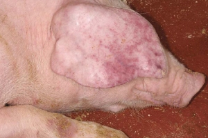 African Swine Fever reported in Rostov region