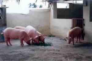 Banks see need for investments in Botswana pig industry