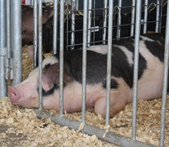 RESEARCH: Swine flu present in many healthy farm-show pigs