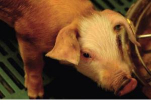 Gut development is essential for weaner pigs