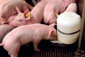 Piglet feeding to better deal with E. coli and S. suis