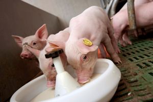 Longer feeding of yoghurt leads to higher piglet weights