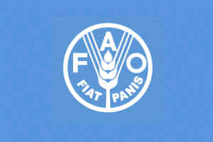FAO: ASF outbreak in Ukraine a major warning sign