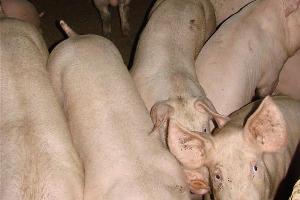 European nations impose ban on Russian and Ukrainian pork imports
