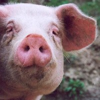 Worldwide call for better prices for pig meat
