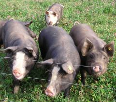 Australian Pork adopts welfare indicators