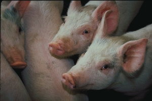 Drought brings on infertility in sows and boars