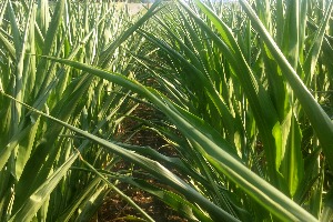 Drought can raise nitrate levels in corn