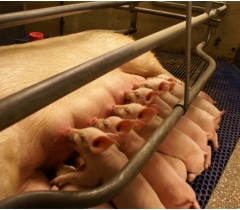 RESEARCH: Both piglets and sows can benefit from milk replacers