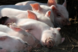 RESEARCH: Zinc oxide hybrid has positive effects in weanling pigs